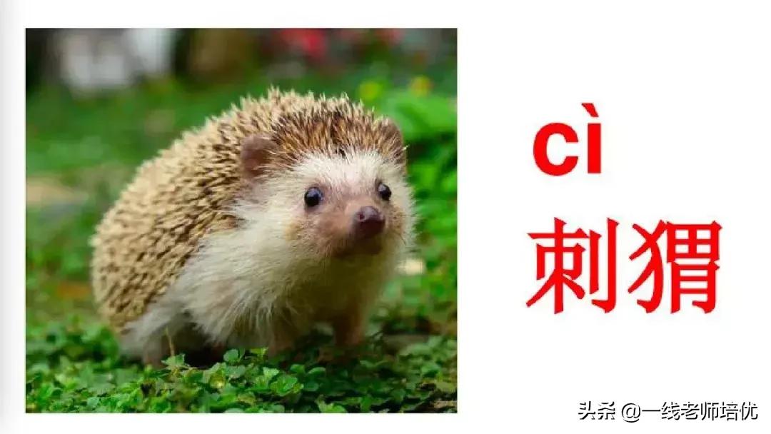 小学汉语拼音整体认读音节,小学汉语拼音整体认读音节视频