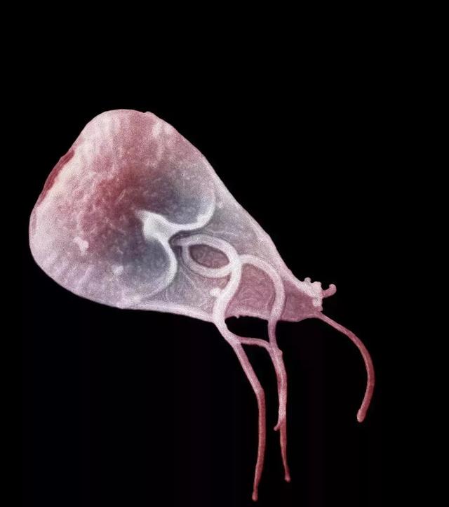 白蚁生物介绍,白蚁是有多厉害的动物