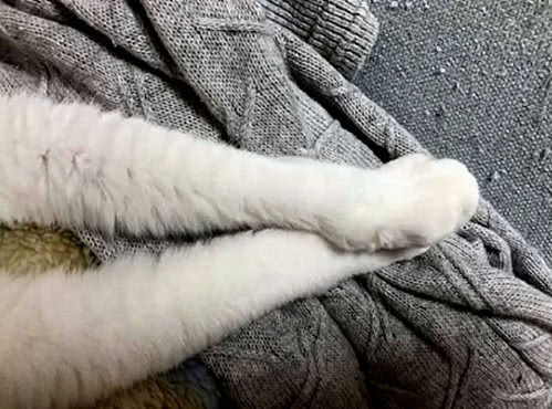猫咪动作古怪,猫咪动作为什么那么快
