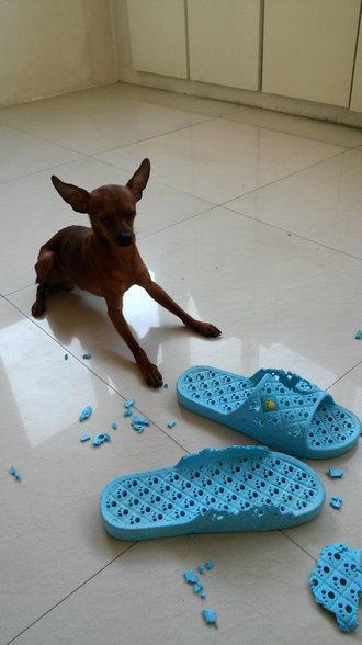 伸舌头的小鹿犬,爱洗澡的小鹿犬