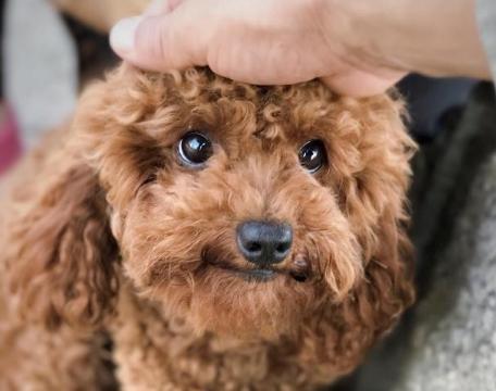 训练泰迪照顾宝宝,泰迪犬怎么训练才能听话呢