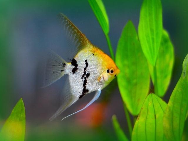 什么观赏鱼最便宜最好养,最便宜又容易养的观赏鱼有哪些