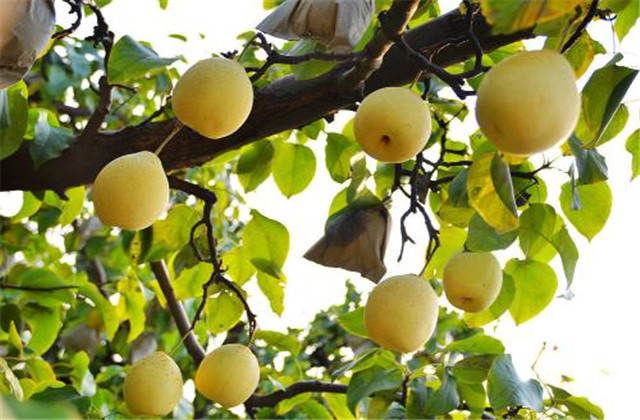 梨树常见的病虫害,梨树的病虫防治方法有哪些