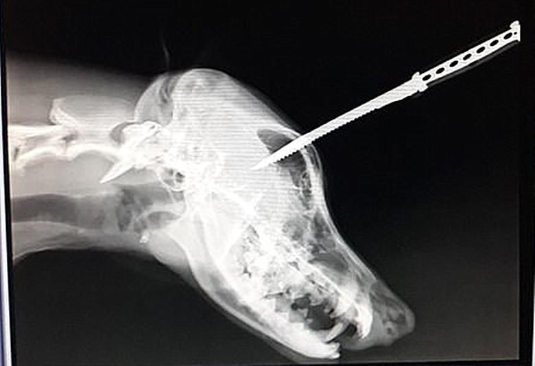 狗狗是最忠诚的动物舍命救主,狗狗挖洞埋自己被主人救活