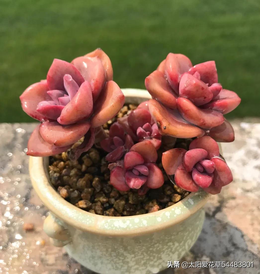 多肉彩虹糖怎么养,多肉彩虹糖打理方法