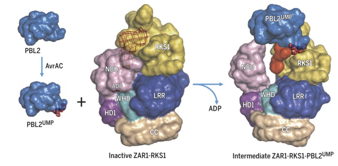 施一公与徒弟颜宁,施一公徒弟颜宁