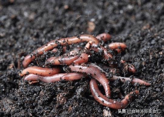 美国蚯蚓市场,美国活体蚯蚓