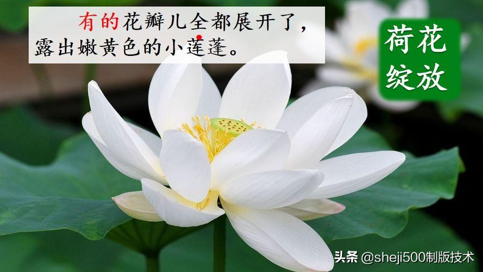 部编版三年级下册语文3荷花讲解,三年级下册部编语文荷花教学视频