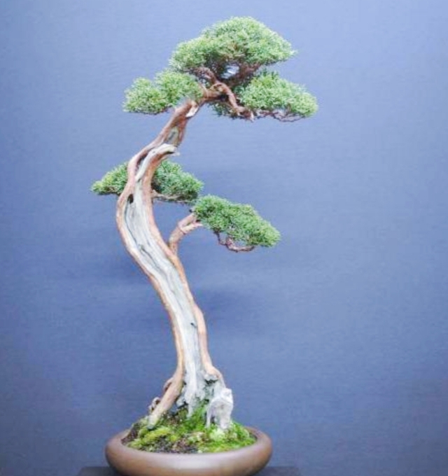 柏树桩盆景的造型,柏树舍利杆与枝条怎么完美过渡