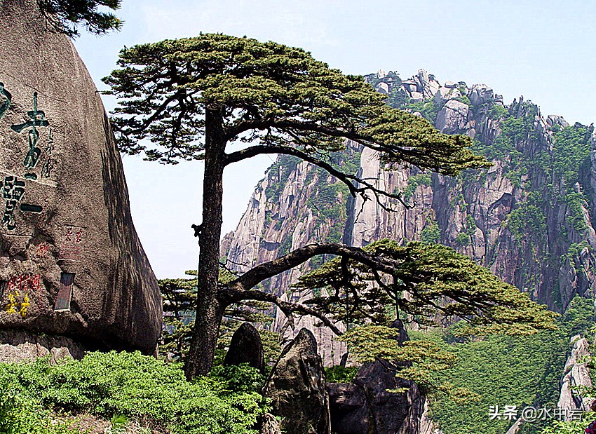 黄山的十大奇松介绍,黄山七十二峰