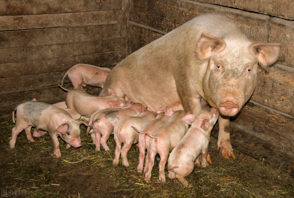 二元母猪种两百多斤多少钱,二元母猪四五十斤多少钱