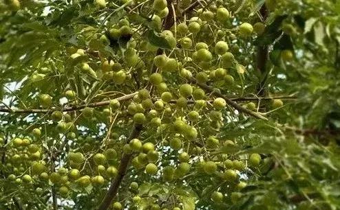 中草药防治鱼病效果好的有哪些,专治鱼病的中药配方