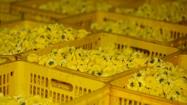 茉莉花茶到底是好茶还是烂茶,只有茉莉花茶是真正的花茶