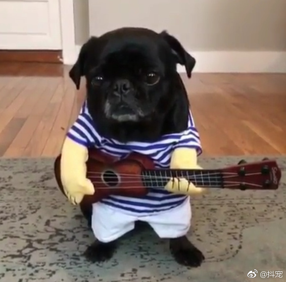 狗狗内心os什么意思,狗狗心里应该是拒绝的一脸不情愿