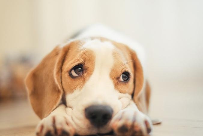 怎么消除对狗的心理恐惧,如何快速缓解狗狗的恐惧