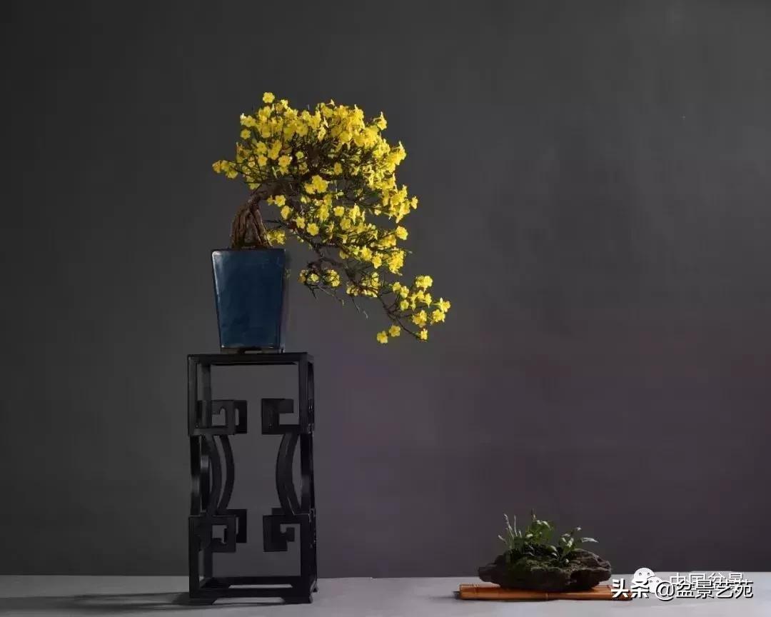 天生好养的36种盆景植物,什么植物盆景适合屋内养