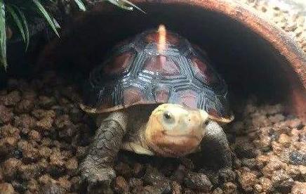 鱼池里的乌龟冬天怎么过冬,冬天乌龟如何过冬