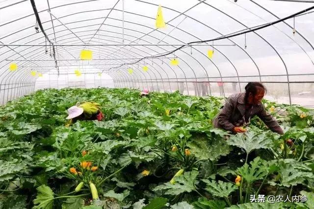 西葫芦坐瓜后怎么管理,西葫芦结瓜期如何管理