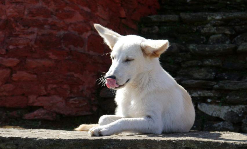 家里的狗狗掉毛毛应该怎么弄,狗狗毛发褪色怎么回事如何解决