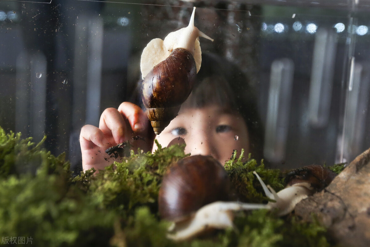 非洲人爱吃的大蜗牛，为何在我国泛滥也无人敢吃？这是有教训的