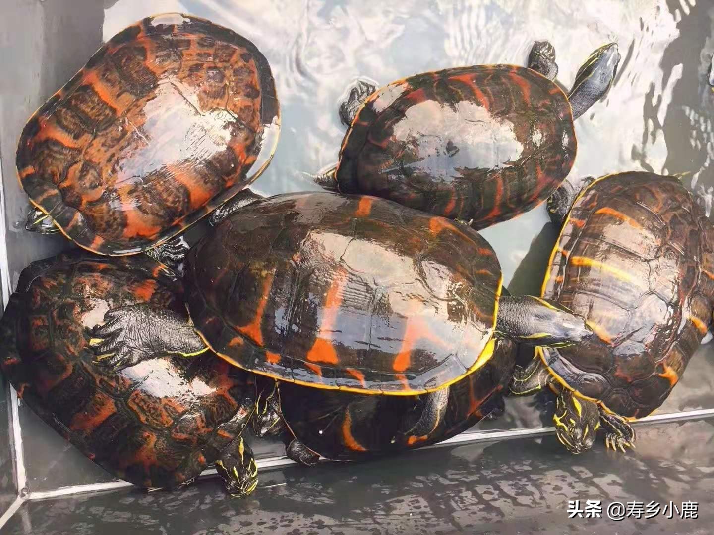 养殖水龟，如何做好日常管理工作降低水龟患水霉病的风险？