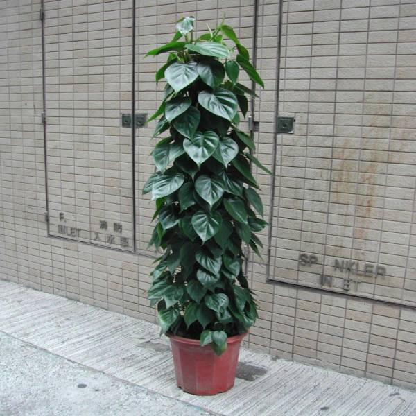 家里养了三只猫的感受,家里养了三只神兽