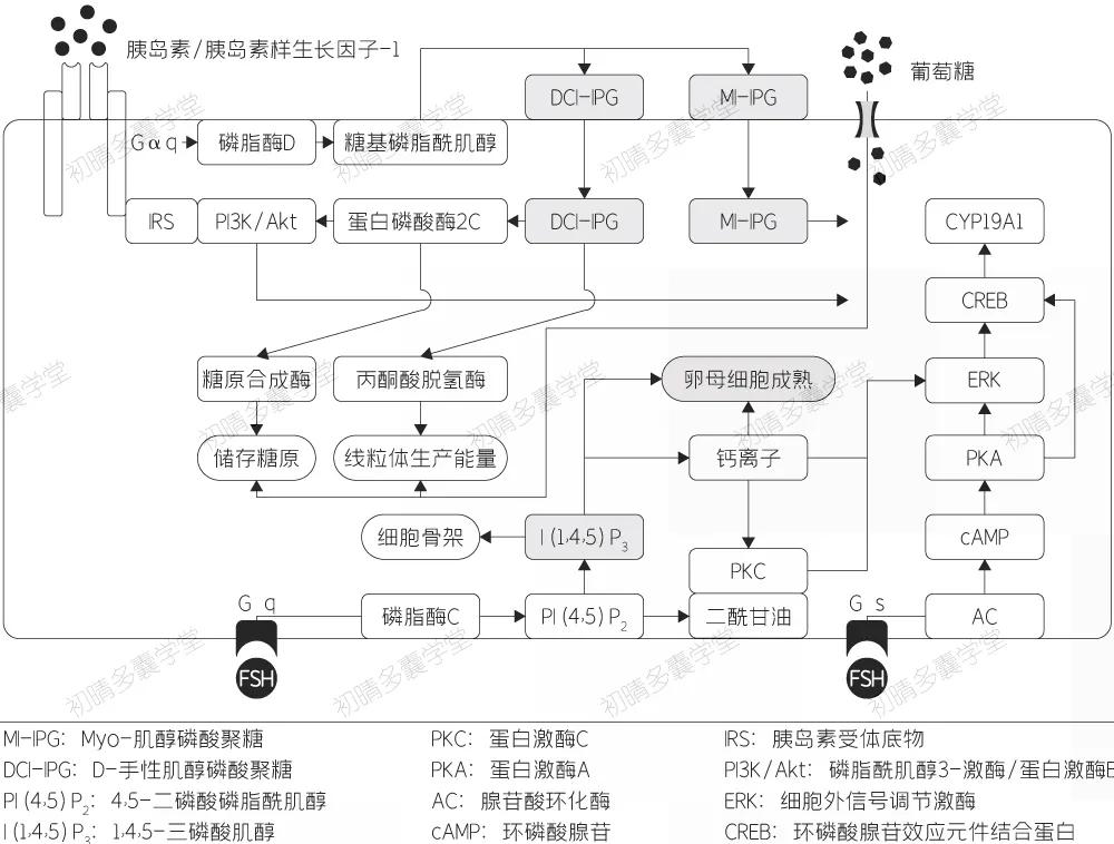 胰岛素抵抗可以吃肌醇吗,肌醇对胰岛素抵抗有效吗
