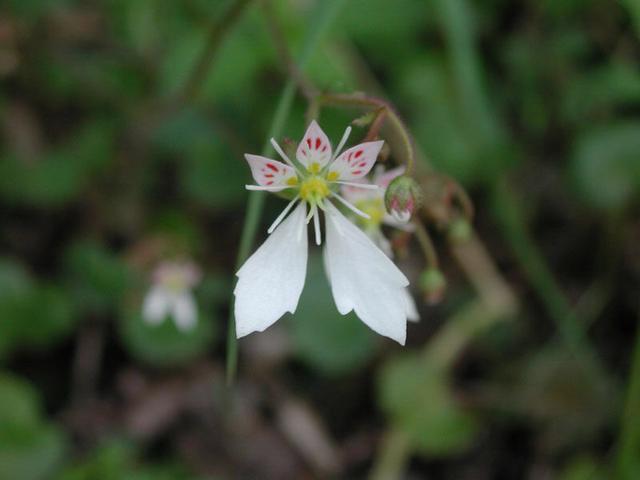 这花厉害了，看着墙就爱爬，叶片有花纹枝条绿油油，能做天然花墙
