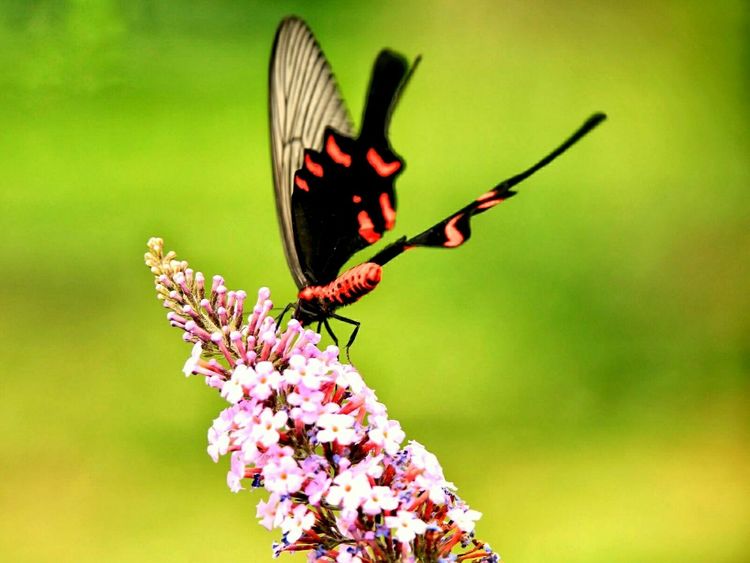原创蝴蝶恋花,蝶恋花蝴蝶原唱