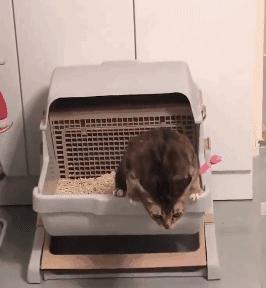 猫咪拉屎姿势好笑,猫咪拉屎搞笑表情