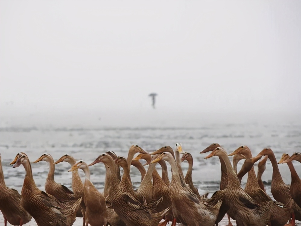央视曝光流油的海鸭蛋20个,央视曝光海鸭蛋一戳就出油