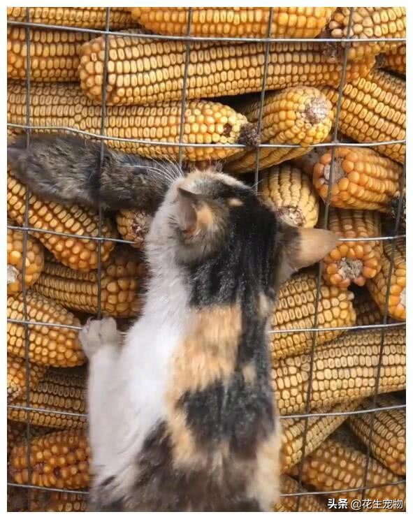 真实版黑猫警长抓老鼠,抓老鼠玩黑猫警长