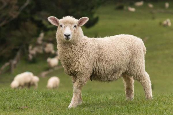 敌百杀虫剂使用方法视频,敌百杀虫剂用什么解毒