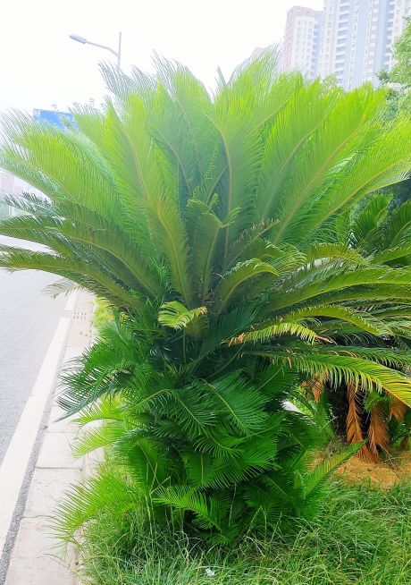 铁树分公铁树母铁树吗,铁树有雄铁树和雌铁树