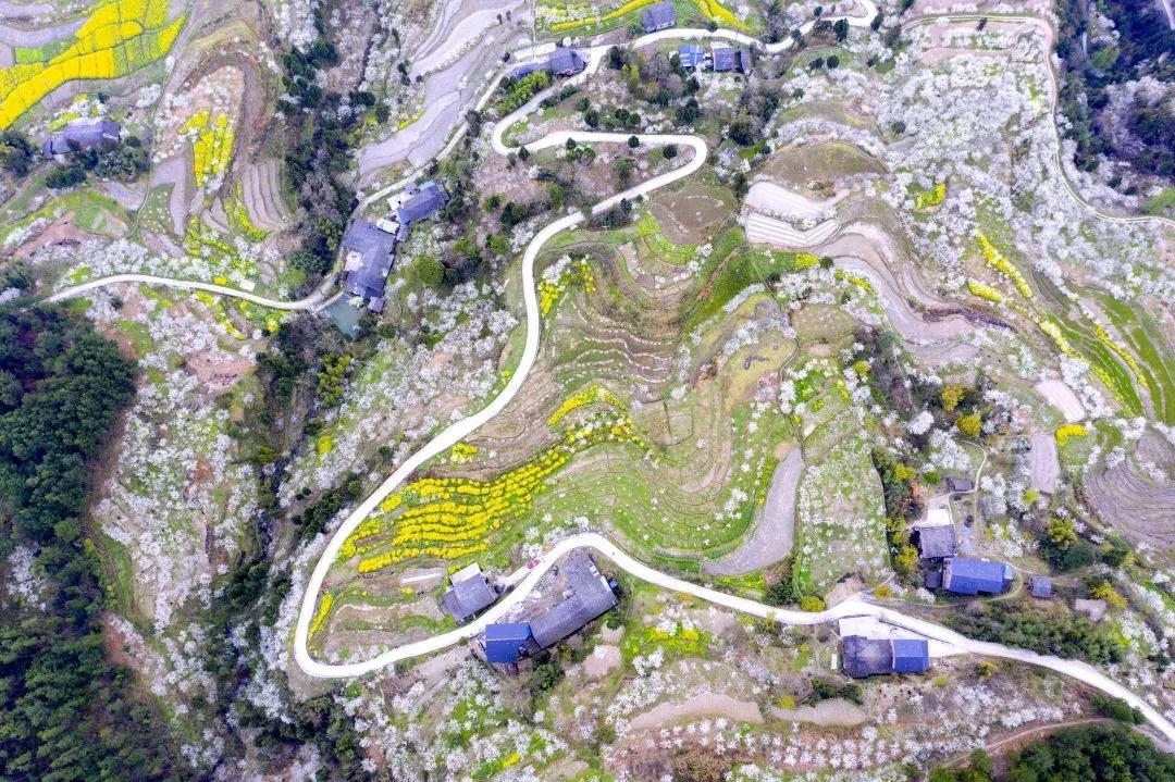 最美的花送给大家共赏,最美的花送给大家观赏