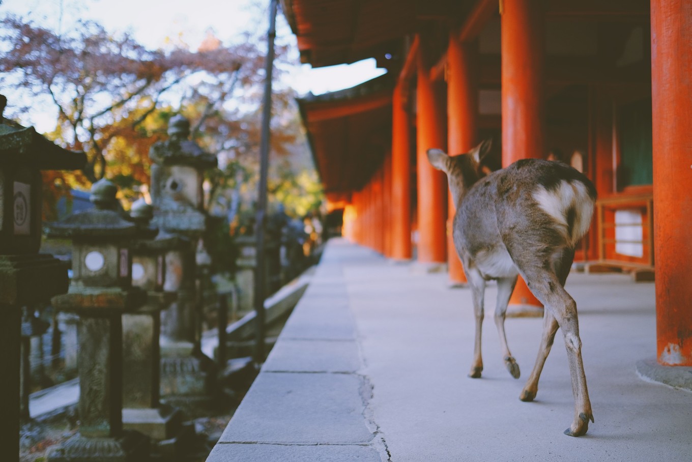 六月日本北海道风光,日本北海道几月去比较好