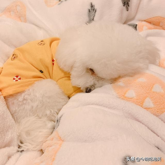 狗狗哼哼是什么意思大型犬,狗狗哼哼唧唧代表的意思