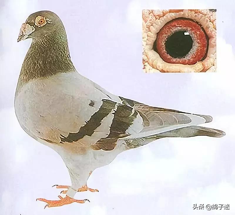 人药治鸽病配方大全,教你巧用人药治鸽子病