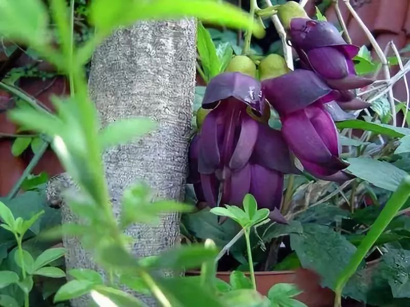 成本小利润大适合小本创业种植,有没有适合年轻人创业的种植项目