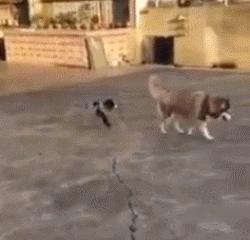 最能挨揍的男人,男人能有多抗揍