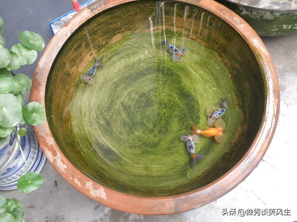 金鼓鱼观赏鱼难养吗,养金鱼必须要知道的这几个小技巧