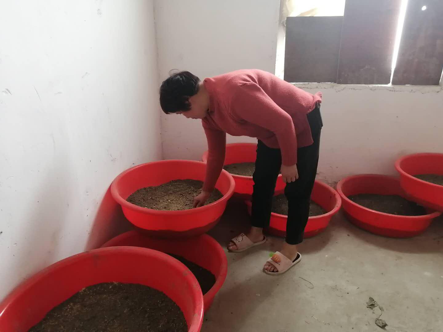 涂彩平：“土”疙瘩变身金疙瘩