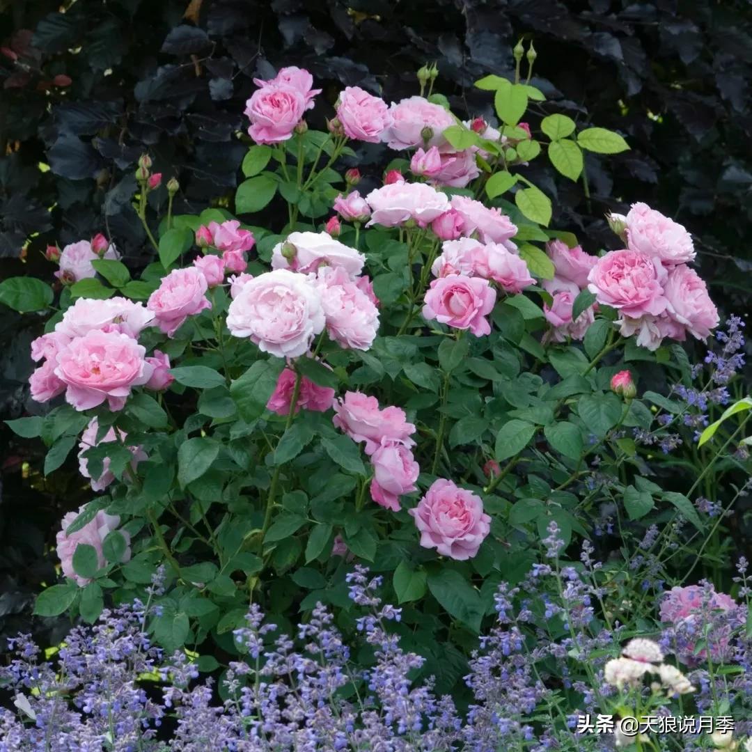 诗情与花意｜这些谜一般的月季，解不开被遗忘的过去