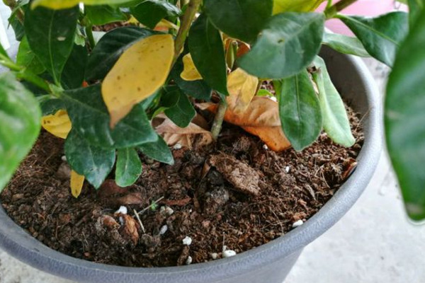 栀子花伤根叶黄逐渐干枯怎么办,为什么栀子花突然叶黄也不开花