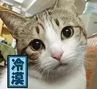 猫咪猫闹该怎么办？现在还有人相信棉签*法大**？