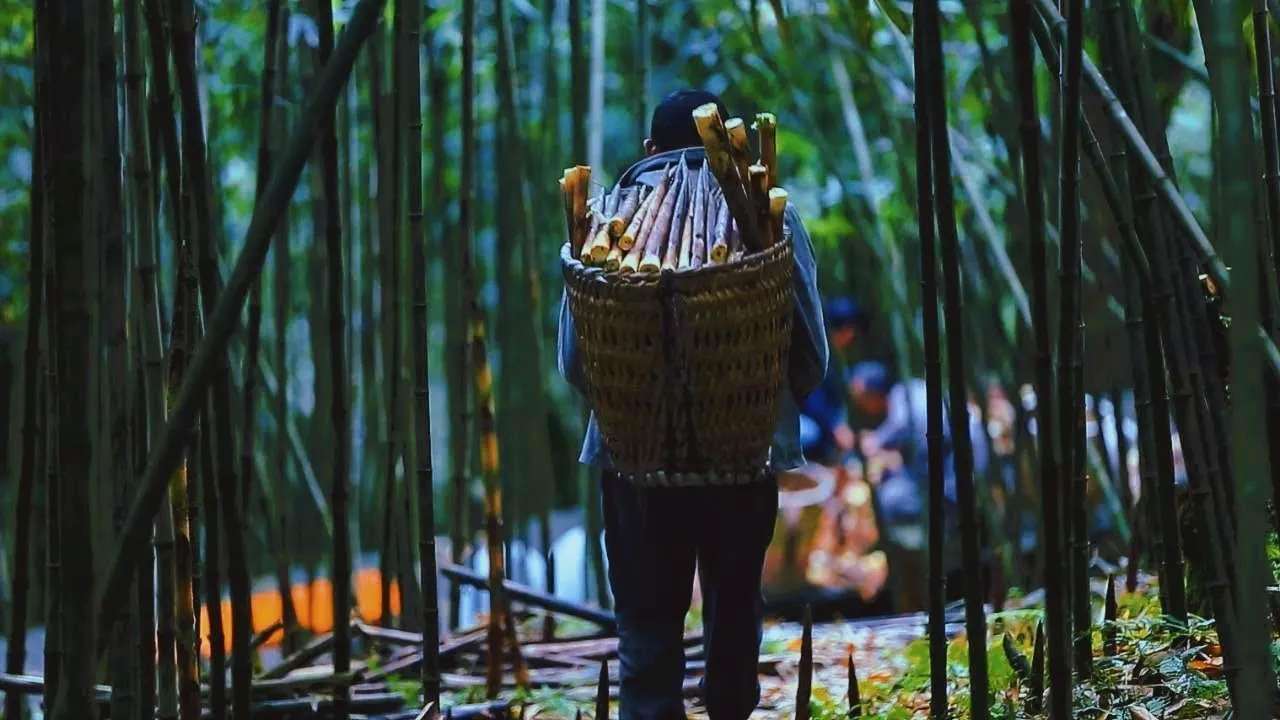 重庆之旅怎么样,重庆避暑5日游攻略从南川开始