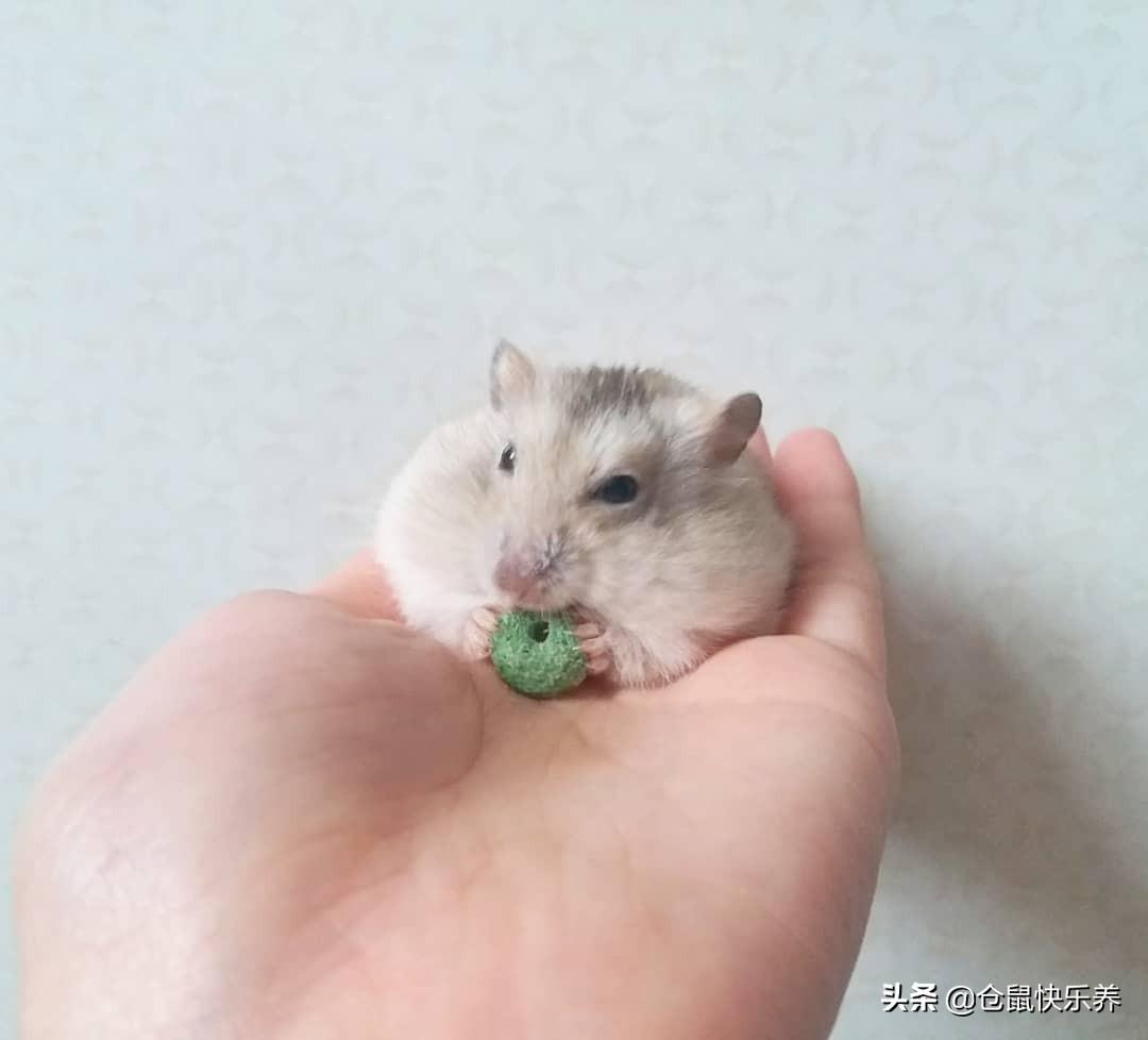 仓鼠躺着一动不动只喘气,仓鼠躺着不动了身上还湿一块