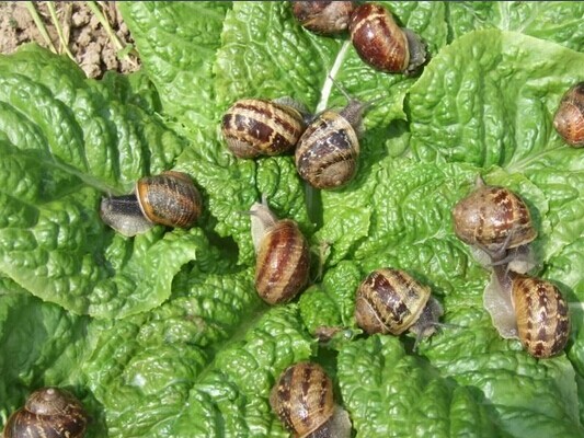 种植泥土太多小蜗牛怎么办,蔬菜地里的蜗牛怎样治