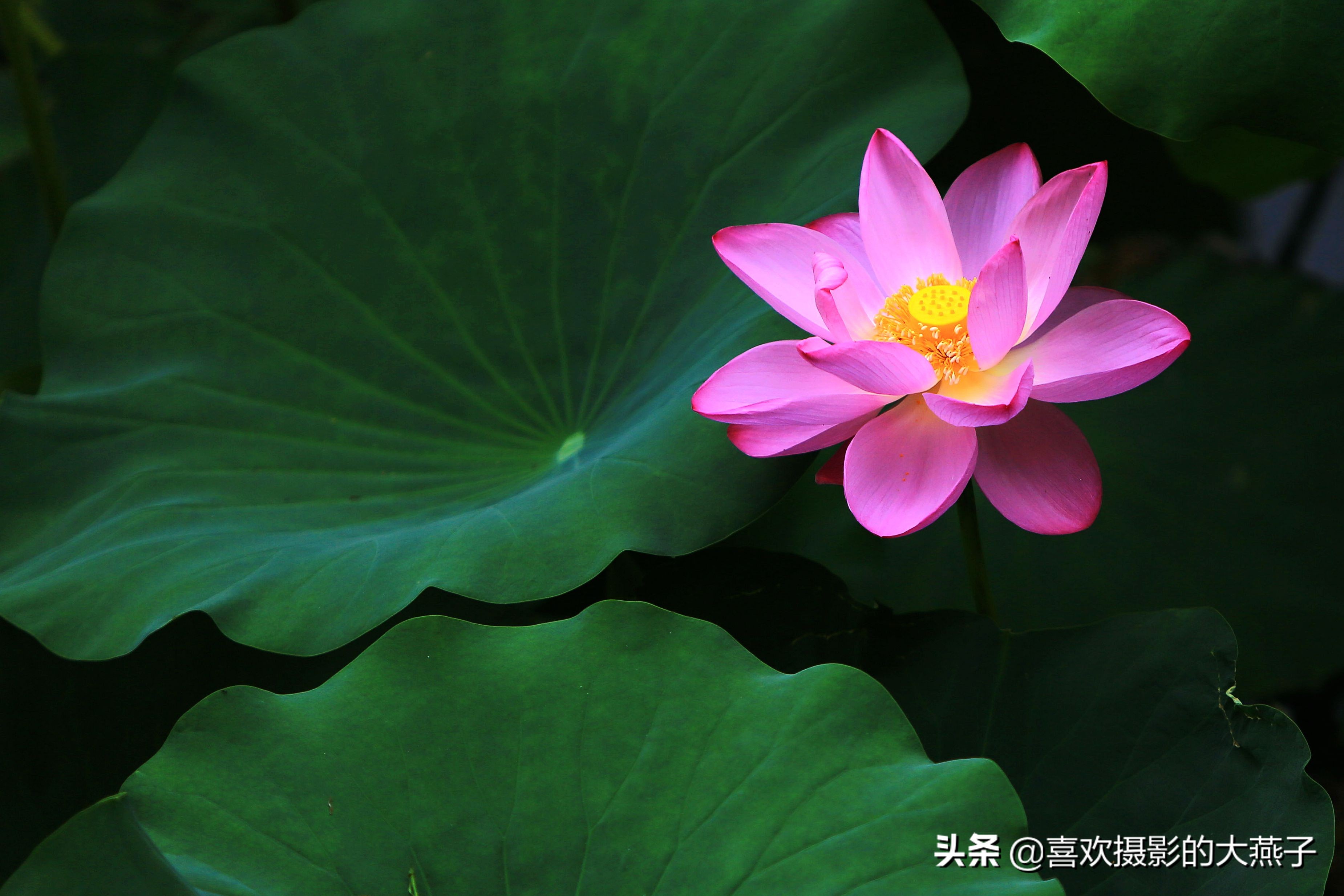 紫竹院京城景区,京城皇家御河紫竹院