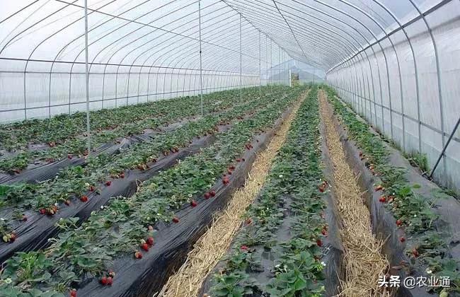 最新的温室大棚技术,小型温室大棚用什么样的大棚